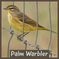 Palm Warbler